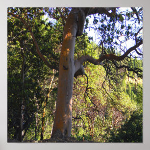 Affiche L'arbre hanté.....