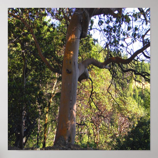 Affiche L'arbre hanté..... (Devant)