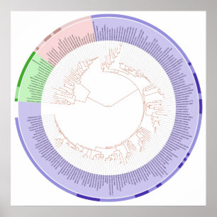 Affiche L'arbre phylogénétique du diagramme circulaire d