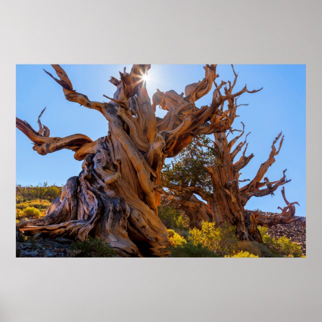 Affiche L'arbre sentinelle (Devant)