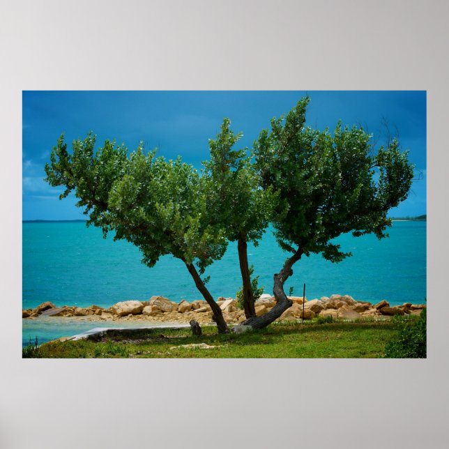 Affiche L'arbre "Tout ce dont vous avez besoin, c'est de l (Devant)