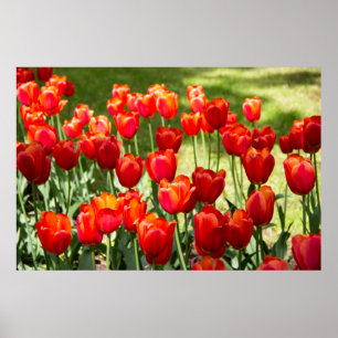 Affiche Large field of red tulips