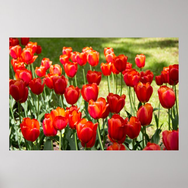 Affiche Large field of red tulips (Devant)