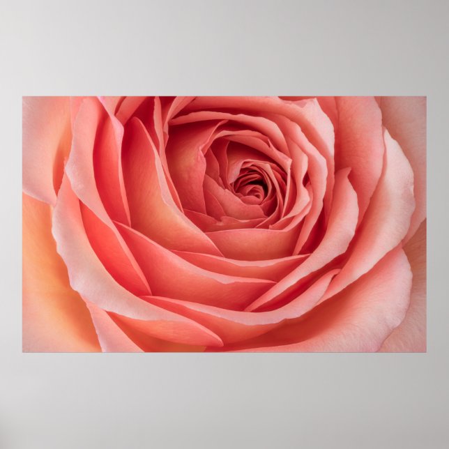 Affiche large orange rose rose rose rose rose fleur coeur  (Devant)