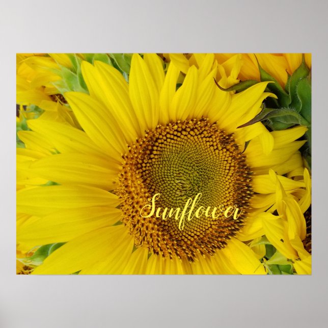 Affiche Large Sunflower Detail (Devant)