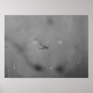 Affiche Larinioides sclopetarius