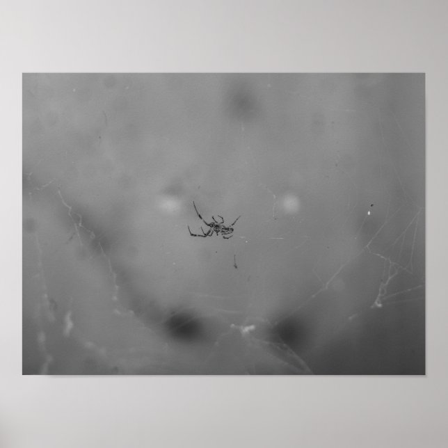 Affiche Larinioides sclopetarius (Devant)