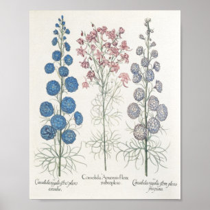 Affiche Larkspur