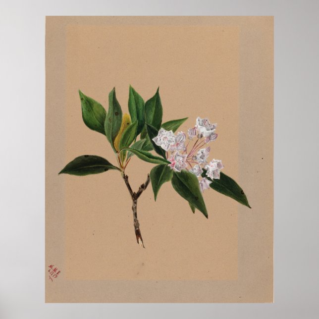 Affiche Laurel (Kalmia latifolia) (Devant)