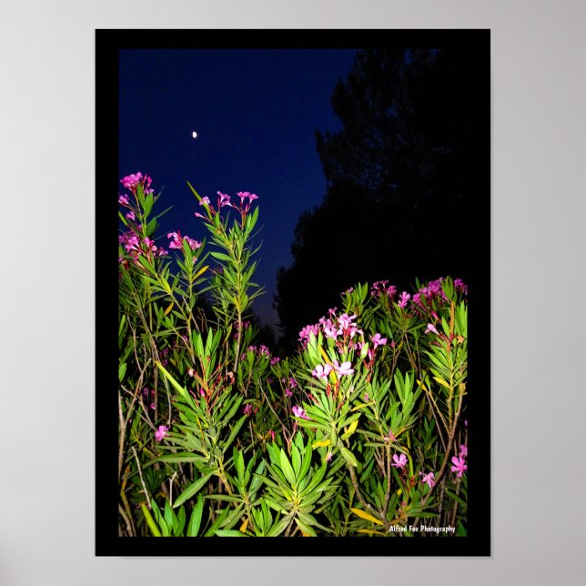 Affiche Laurier-rose rose la nuit (Devant)