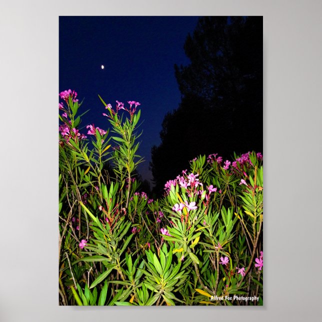 Affiche Laurier-rose rose la nuit (Devant)