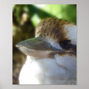 Affiche L'Australien Kookaburra,
