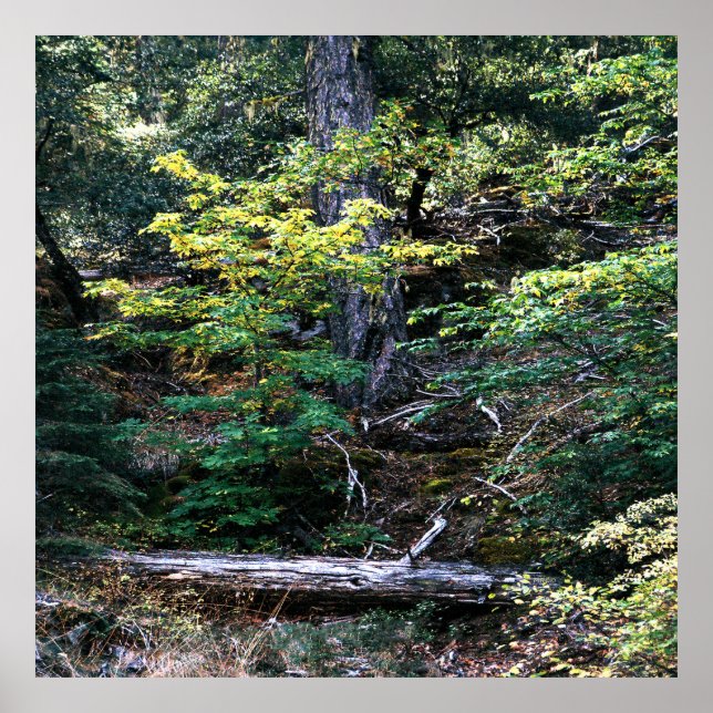 Affiche L'automne est là....... (Devant)