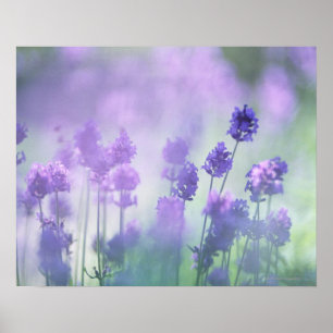 Affiche Lavande 2