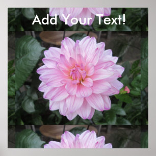 Affiche Lavande Dahlia