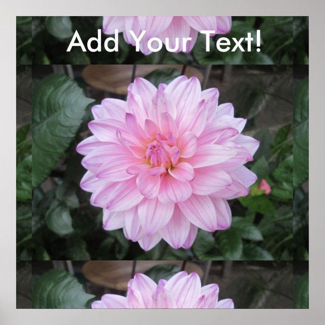 Affiche Lavande Dahlia (Devant)