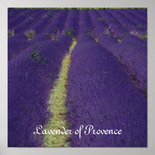 Affiche Lavande de la Provence