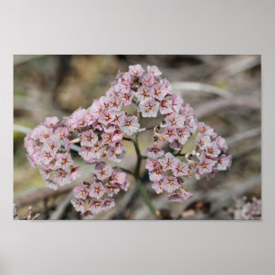 Affiche Lavande de mer rose pâle Fleurs de Papierblom Flor