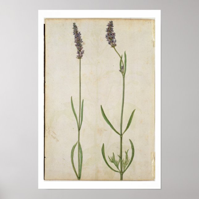 Affiche Lavandula officinalis (Old English Lavender), c.15 (Devant)