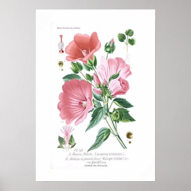 Affiche Lavatera trimestris et Malope trifida (Devant)