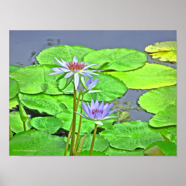 AFFICHE LAVENDER BLUE LOTUS BLOSSOM ET BRILLANT VERT LILY (Devant)