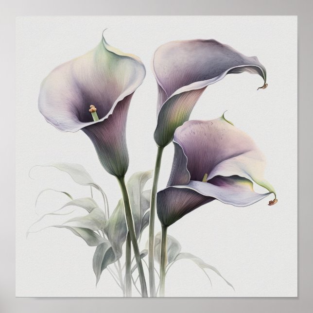 Affiche Lavender Calla Lilies Lily Flower Art Imprimer Pos (Devant)