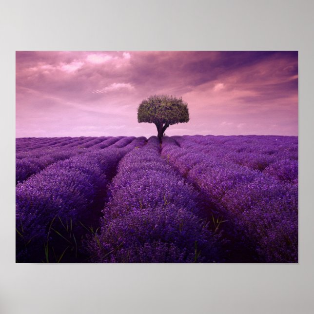 Affiche Lavender field (Devant)