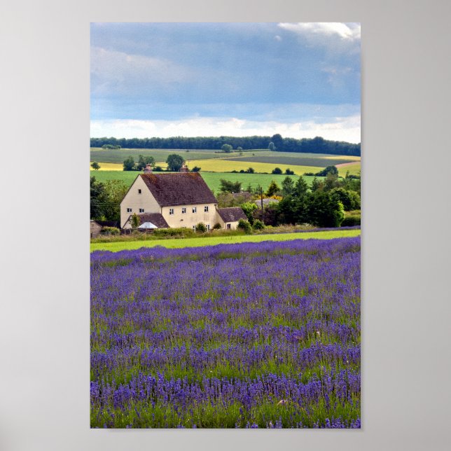 Affiche Lavender Field Fleurs été Cotswolds Angleterre (Devant)