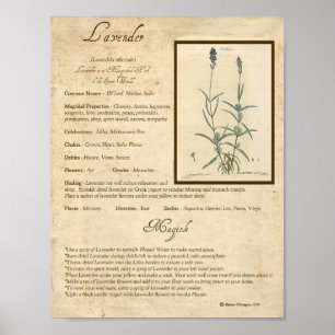 AFFICHE LAVENDER MAGICK HERB