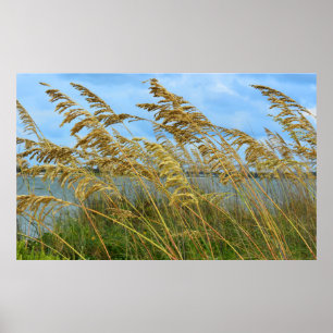 Affiche L'avoine marine