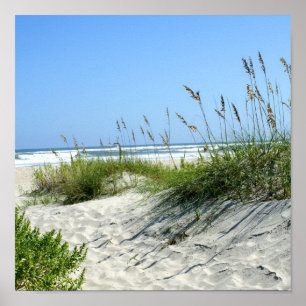 Affiche L'avoine marine à Ocracoke
