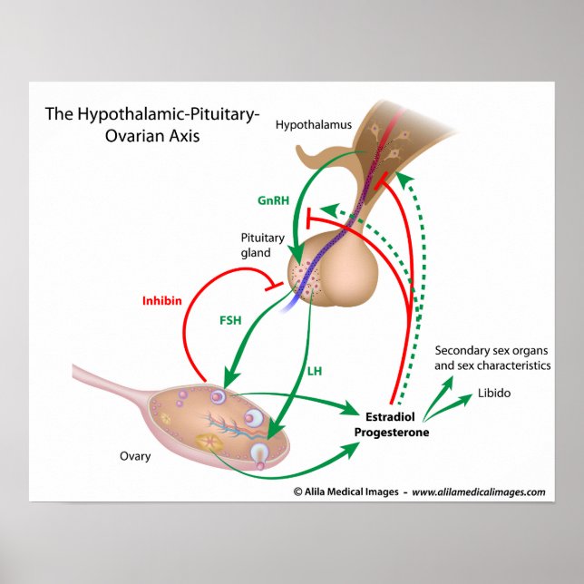 Affiche L'axe hypophysaire hypothalamique ovarien, étiquet (Devant)
