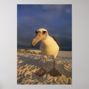 Affiche Laysan Albatross, Diomedea immutabilis),