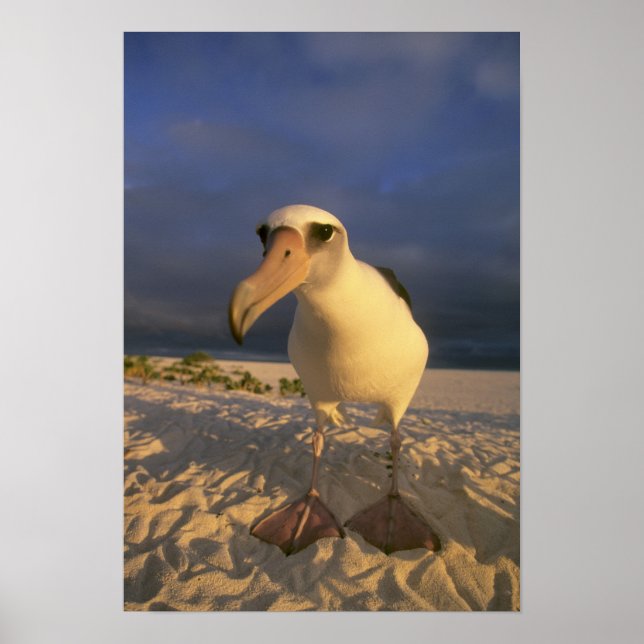 Affiche Laysan Albatross, Diomedea immutabilis), (Devant)