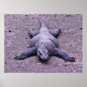 Affiche Lazy Dragon