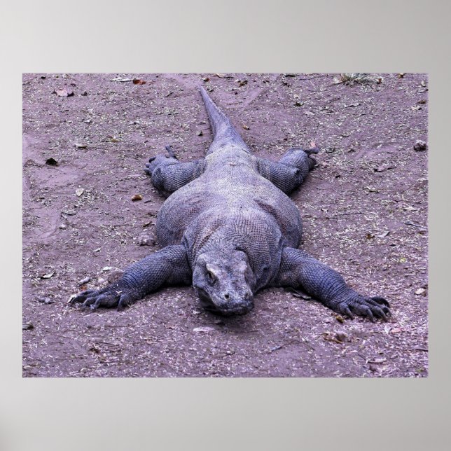 Affiche Lazy Dragon (Devant)