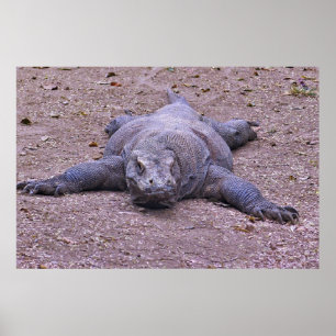 Affiche Lazy Dragon S'Étend