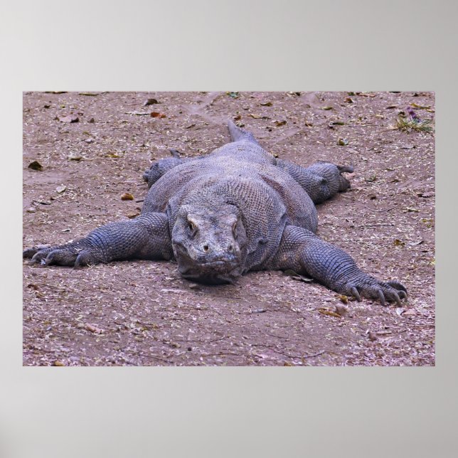 Affiche Lazy Dragon S'Étend (Devant)