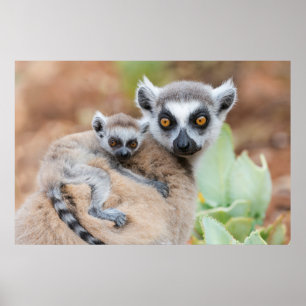 Affiche Le bébé Lemur de Ring-Tailed