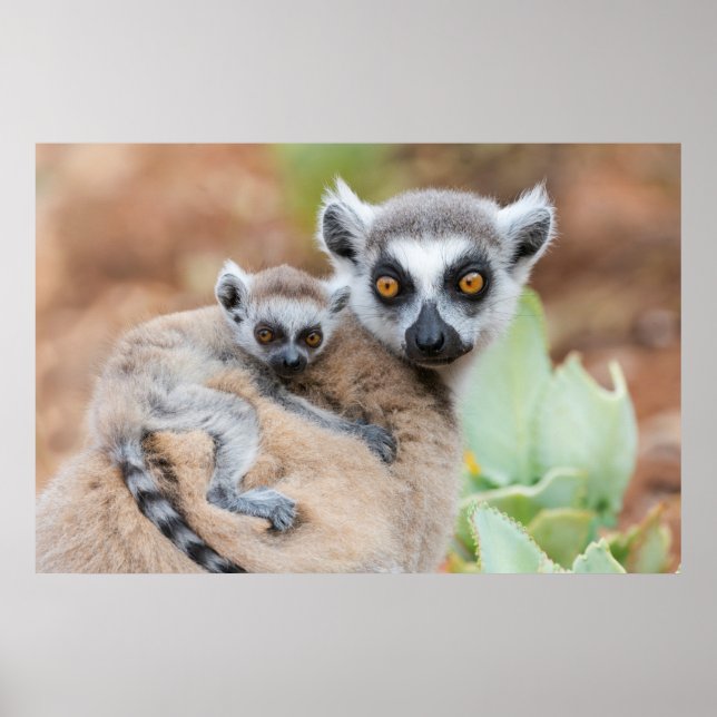 Affiche Le bébé Lemur de Ring-Tailed (Devant)