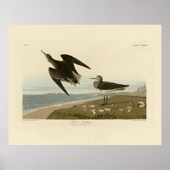 Affiche Le bécasseau de Schinz des oiseaux d'Amérique d'Au (Devant)