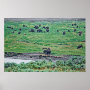 Affiche Le bison américain
