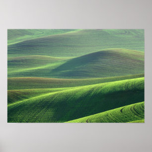 Affiche Le blé jaillit dans les collines de la Palouse