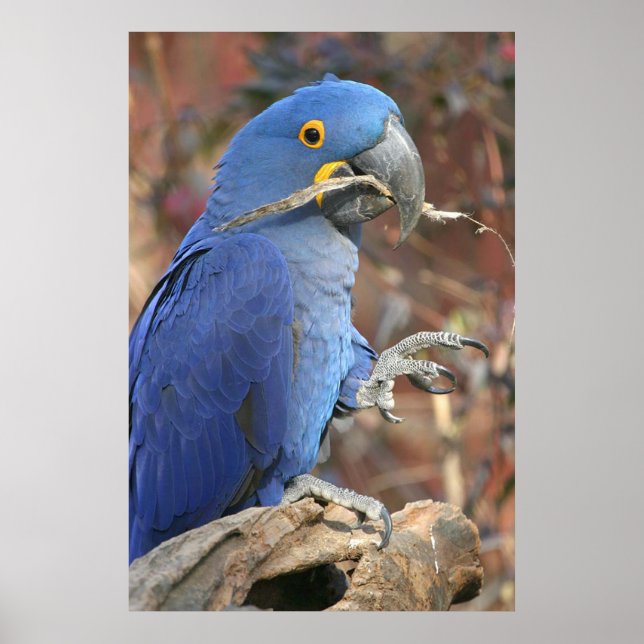 Affiche Le blues (Devant)