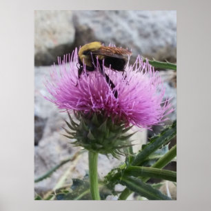 Affiche Le bourdon récolte une fleur de chardon violet