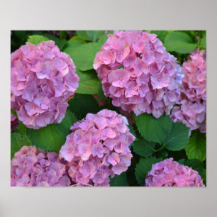 Affiche Le buisson d'hortensia rose