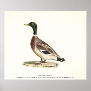 Affiche Le canard colvert ou sauvage (Anas platyrhynchos)