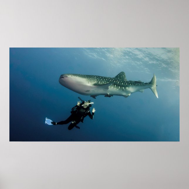 Affiche Le Canard Pour La Couverture ? (Devant)