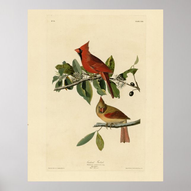 Affiche Le cardinal Grosbeak de Audubon's Birds of America (Devant)