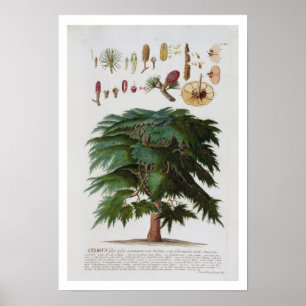 Affiche Le cèdre, gravé par Johann Jakob Haid (1704-67)